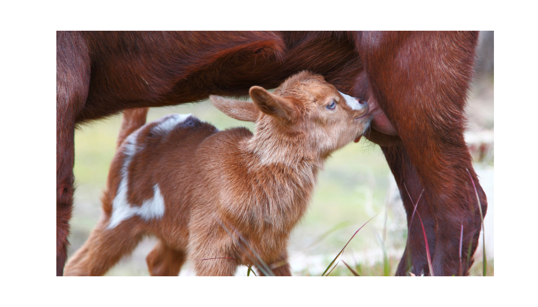 Goatmilk Soap